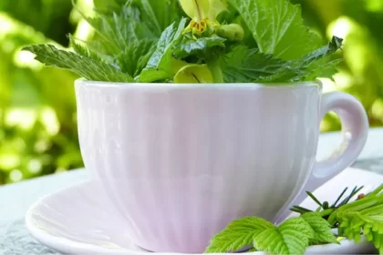 Green tea. Benefit and harm